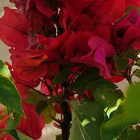 Margarita's House 2 Apartment *